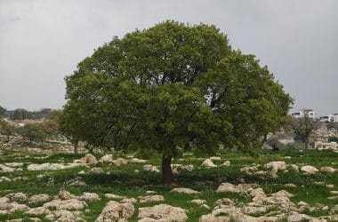 Zebda's ancient tree in Jordan, seen through my lens.
