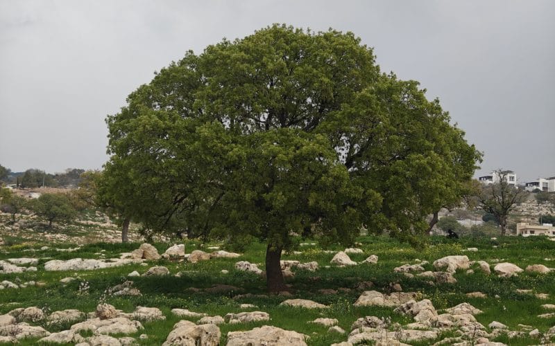 Zebda's ancient tree in Jordan, seen through my lens.